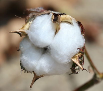 A close up of a cotton plant with a blurry background